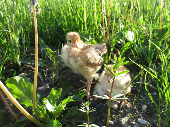 Poussins de la ferme de Champ Courbe