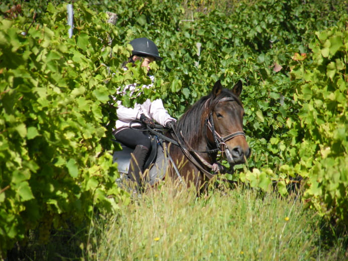 le chalet des vignobles