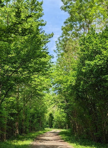 Sortie nature : A la découverte de la forêt