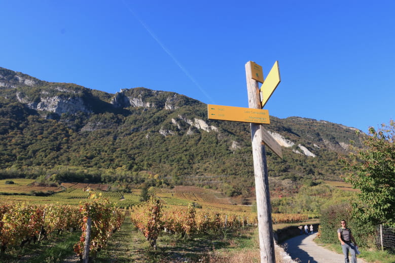 Vignes d'Arbin