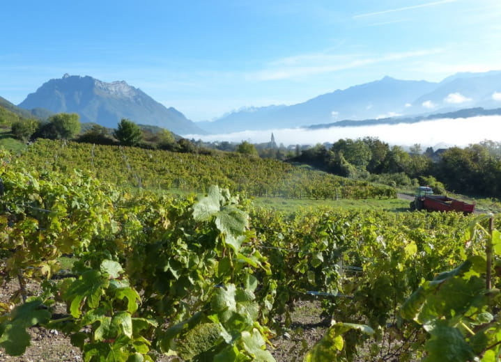 Les Vignobles de l'Idylle avec Saboia Vélo